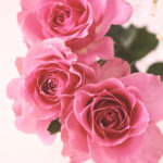 アンティーク調ピンクの薔薇