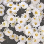 白い小菊