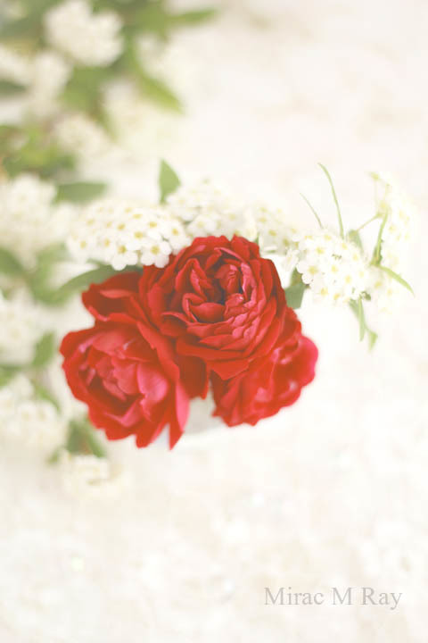 ミニ薔薇紅姫とコデマリ・Miniature Rose Benihime Red Crimson Princess & Reeves Spiera