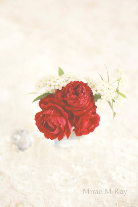 ミニ薔薇紅姫とコデマリ・Miniature Rose Benihime Red Crimson Princess & Reeves Spiera